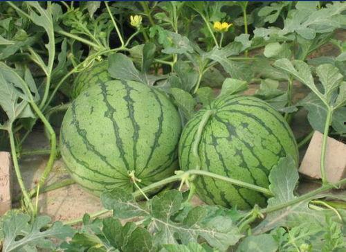 射阳网红吃瓜事件视频